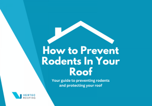 How to prevent rodents in your roof - a guide